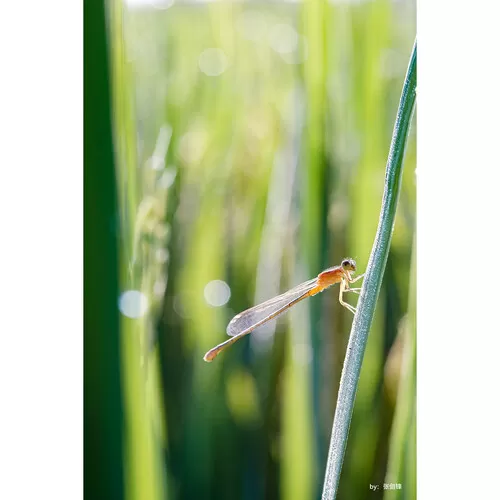 Ống kính macro TTArtisan 40mm f 2.8 cho Fujifilm X, Leica L, M4:3, Nikon Z, Sony E, Canon RF